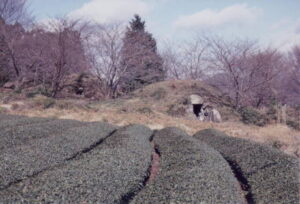 願成寺西墳之越古墳群