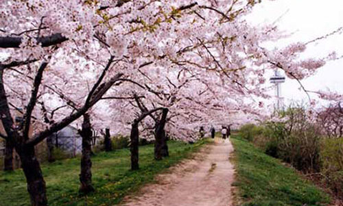 五稜郭公園・桜名所