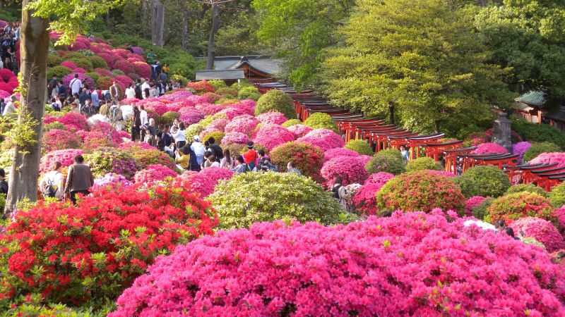 根津神社
