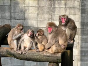 渋川動物園