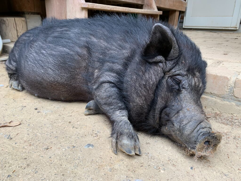 渋川動物公園 