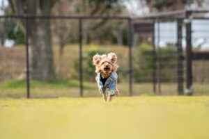 犬　ドッグラン