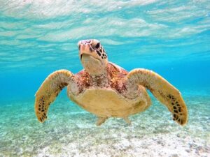 宮古島　ウミガメ