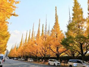 関東　紅葉　　いちょう並木