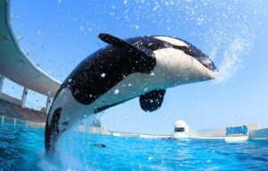 千葉　水族館　シャチ