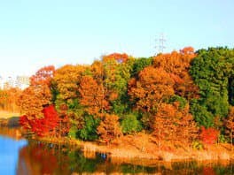 関東　紅葉　アンデルセン公園