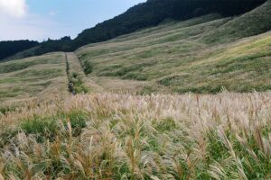 箱根　観光　高原　すすき