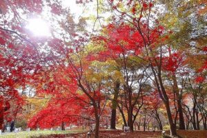 関東　紅葉　森林公園