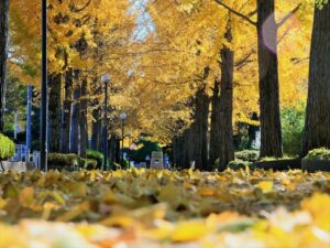 栃木　紅葉　宇都宮駅東公園