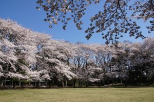 駒場公園