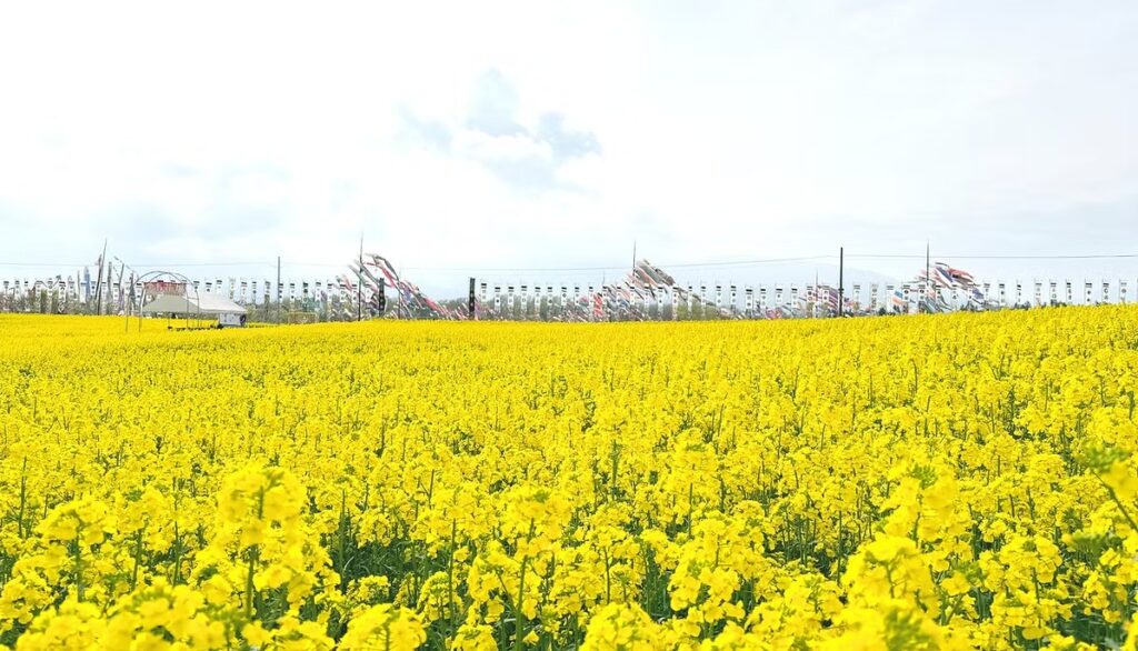 愛込菜の花畑