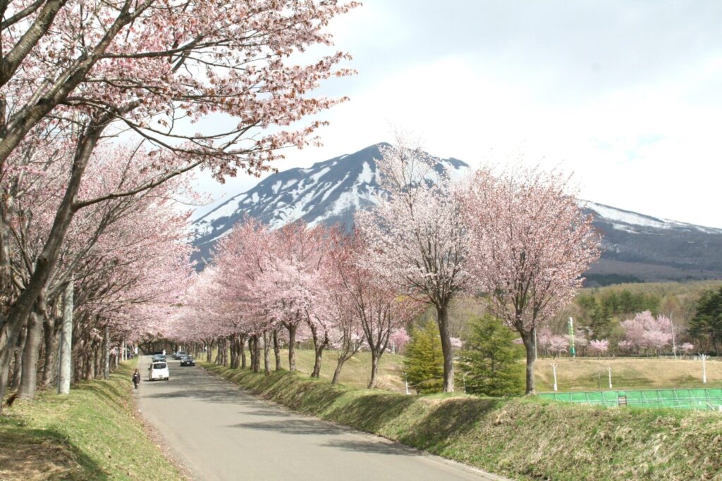 岩木山の桜並木